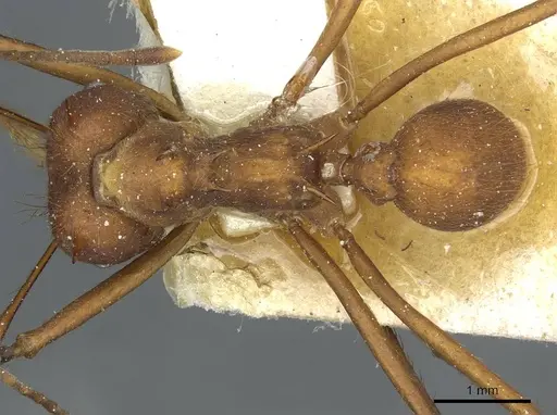 Atta colombica - CASENT0912490