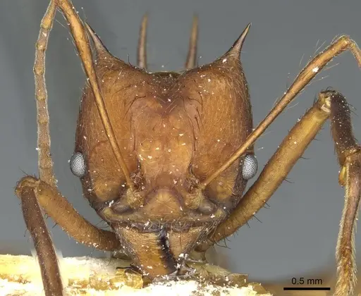 Atta colombica - CASENT0912490