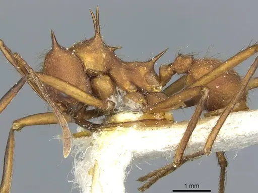 Atta colombica - CASENT0912490