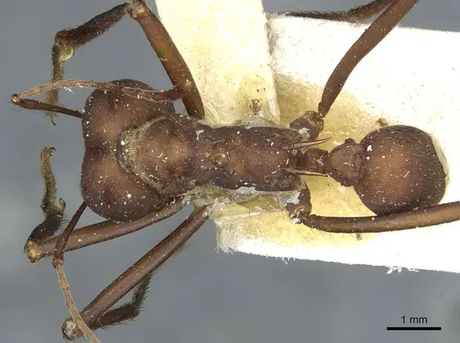 Atta colombica - CASENT0912491