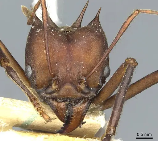 Atta colombica - CASENT0912491