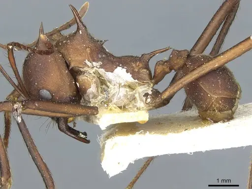 Atta colombica - CASENT0912491