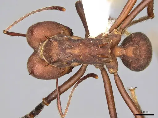 Atta colombica - CASENT0922051