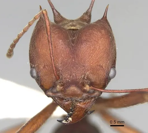 Atta colombica - CASENT0922051