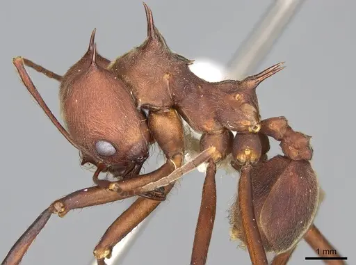 Atta colombica - CASENT0922051