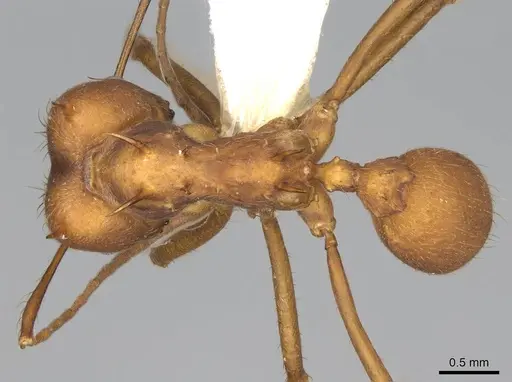 Atta colombica - CASENT0922052