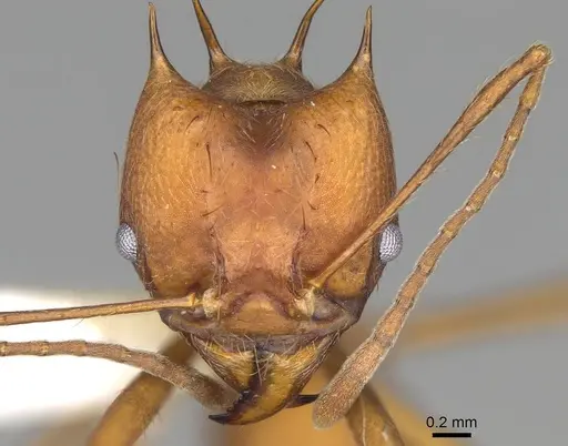 Atta colombica - CASENT0922052