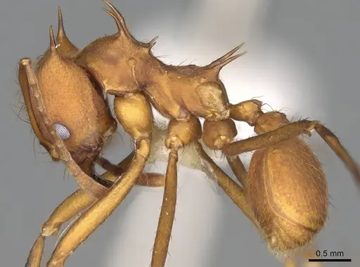 Atta colombica - CASENT0922052