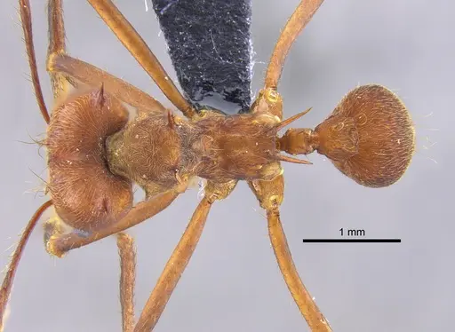 Atta colombica - CBUMAGENT41874