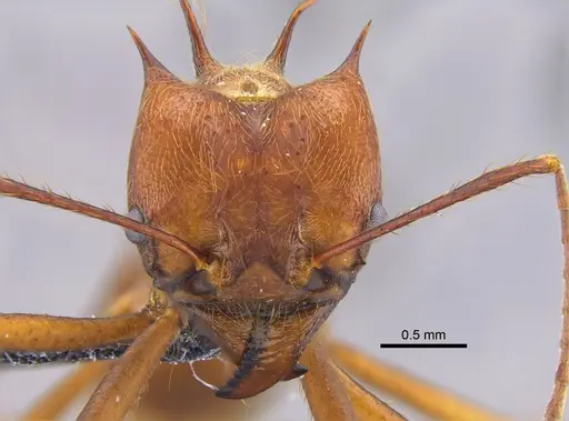 Atta colombica - CBUMAGENT41874