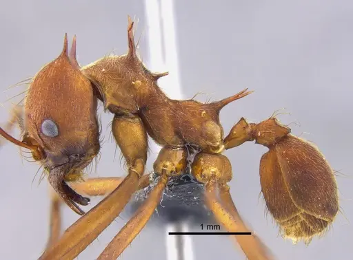 Atta colombica - CBUMAGENT41874