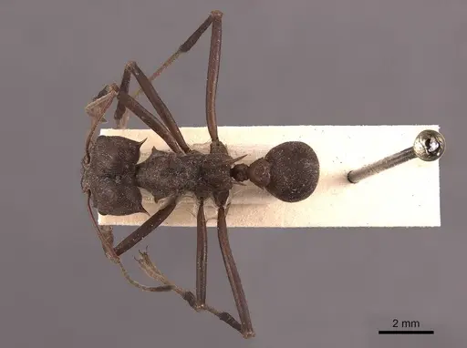 Atta colombica - FMNHINS0000046905