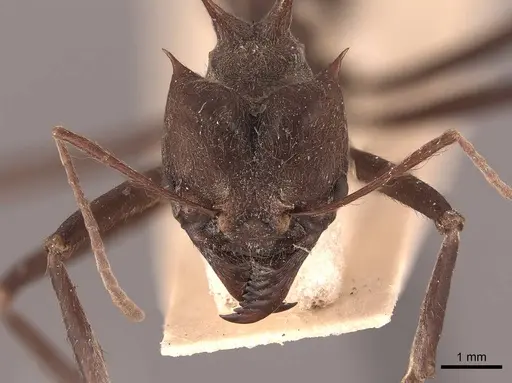 Atta colombica - FMNHINS0000046905