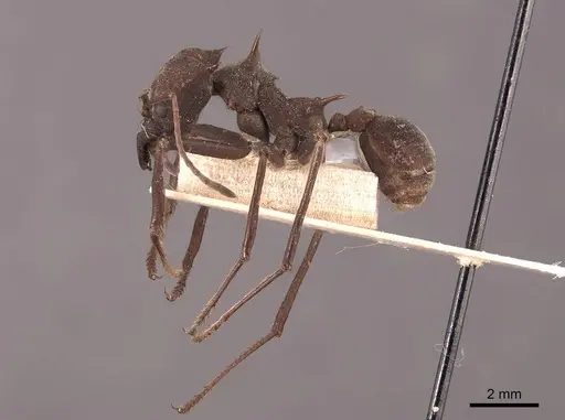 Atta colombica - FMNHINS0000046905