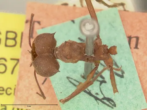 Atta colombica - FOCOL0674