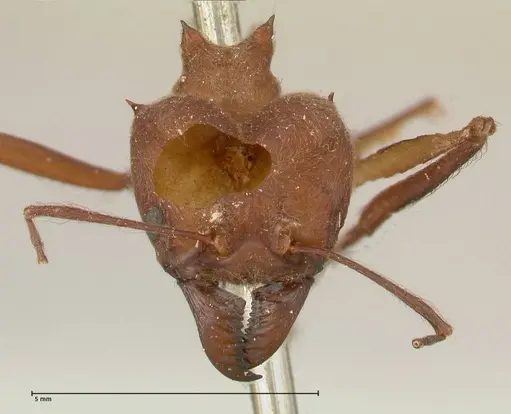 Atta colombica - FOCOL0674