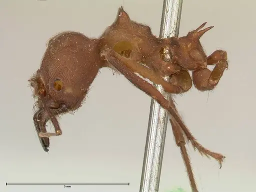 Atta colombica - FOCOL0674