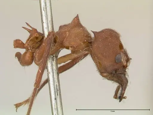 Atta colombica - FOCOL0674