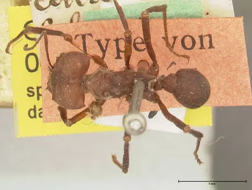 Atta colombica - FOCOL0675