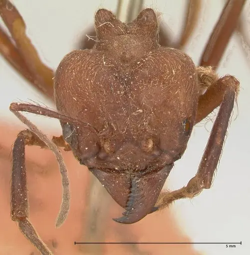 Atta colombica - FOCOL0675