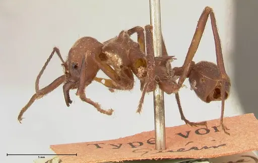 Atta colombica - FOCOL0675