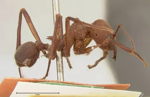 Atta colombica - FOCOL0675
