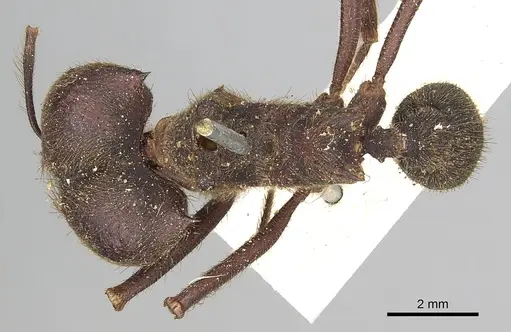 Atta insularis specimen
