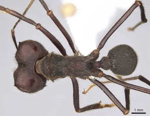 Atta insularis - CASENT0922053