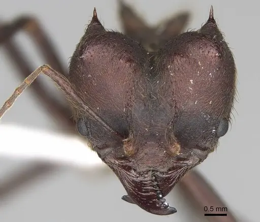 Atta insularis - CASENT0922053