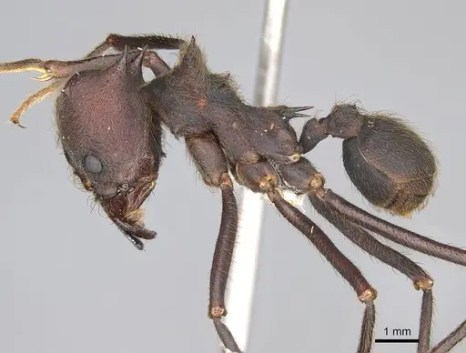 Atta insularis - CASENT0922053