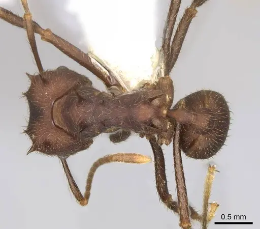 Atta insularis - CASENT0922054