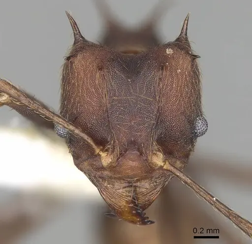 Atta insularis - CASENT0922054