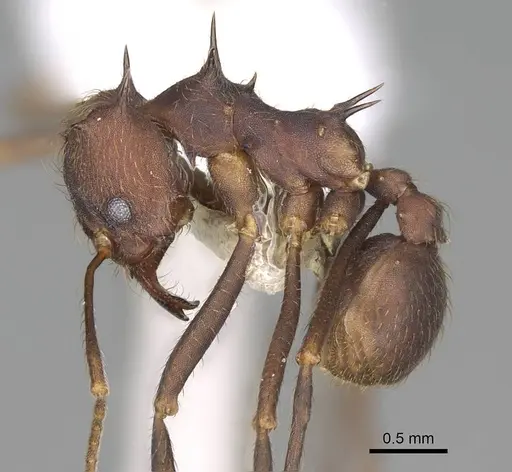 Atta insularis - CASENT0922054