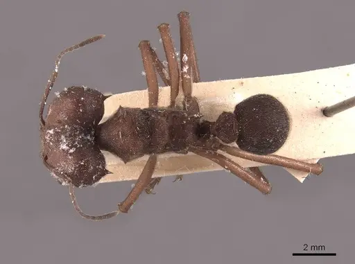 Atta insularis - FMNHINS0000046908