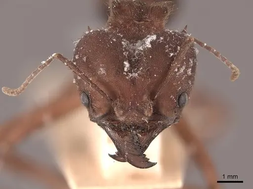 Atta insularis - FMNHINS0000046908