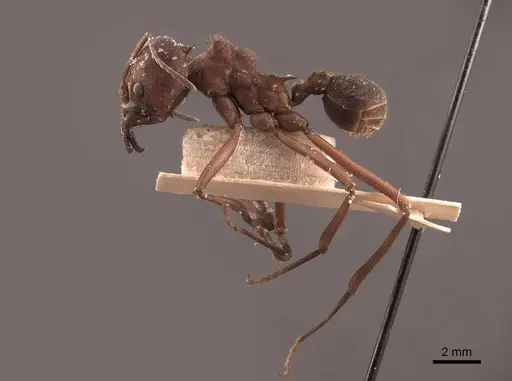 Atta insularis - FMNHINS0000046908