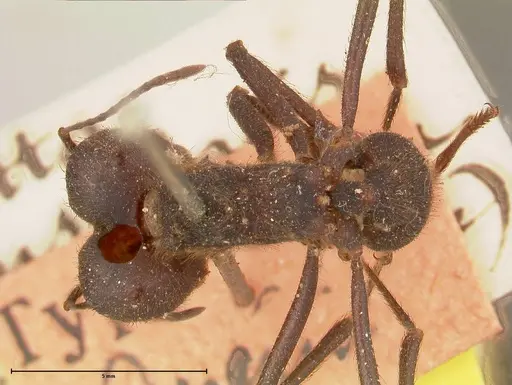 Atta insularis - FOCOL0676