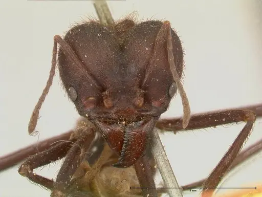 Atta insularis - FOCOL0676