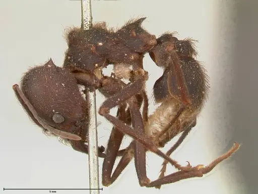 Atta insularis - FOCOL0676