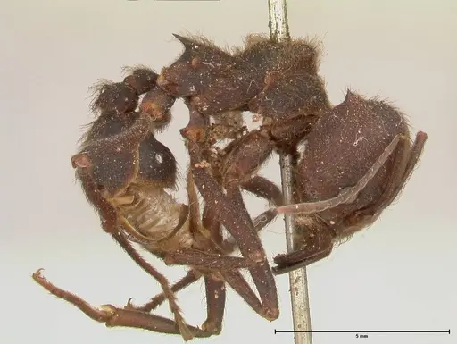 Atta insularis - FOCOL0676