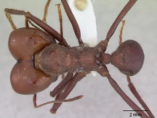 Atta laevigata specimen