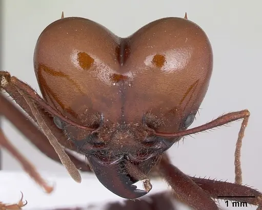 Atta laevigata specimen