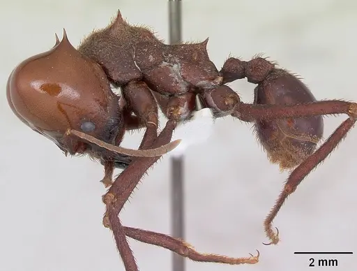Atta laevigata specimen