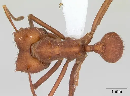 Atta laevigata - CASENT0173812