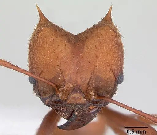 Atta laevigata - CASENT0173812