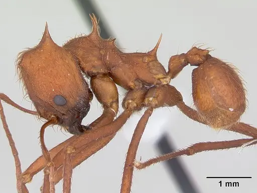 Atta laevigata - CASENT0173812