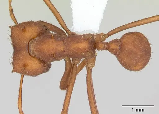 Atta laevigata - CASENT0173813