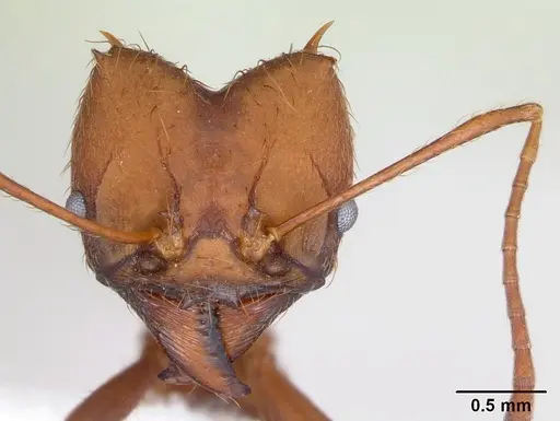 Atta laevigata - CASENT0173813