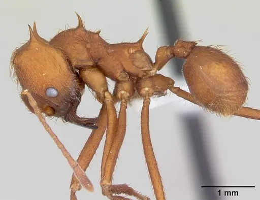 Atta laevigata - CASENT0173813