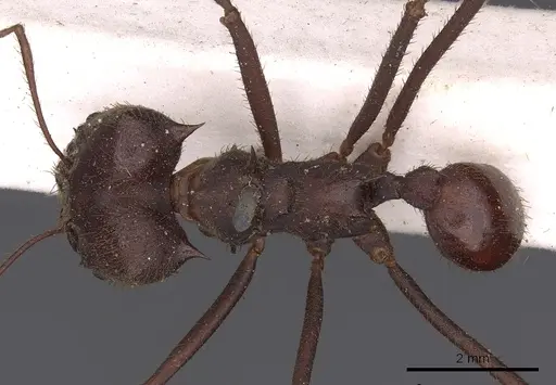 Atta laevigata - CASENT0900488